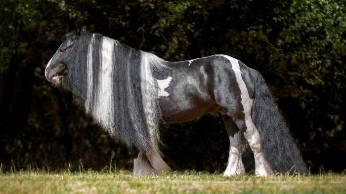 Tinker markantes Erscheinungsbild und gutmütiges Wesen